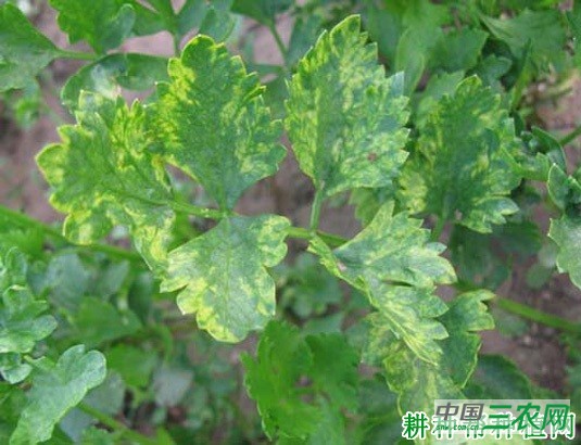 芹菜病毒病如何防治? 芹菜病毒病如何防治?