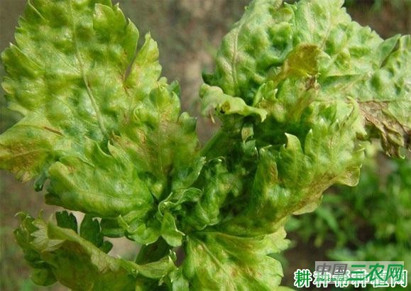 芹菜病毒病如何防治? 芹菜病毒病如何防治?