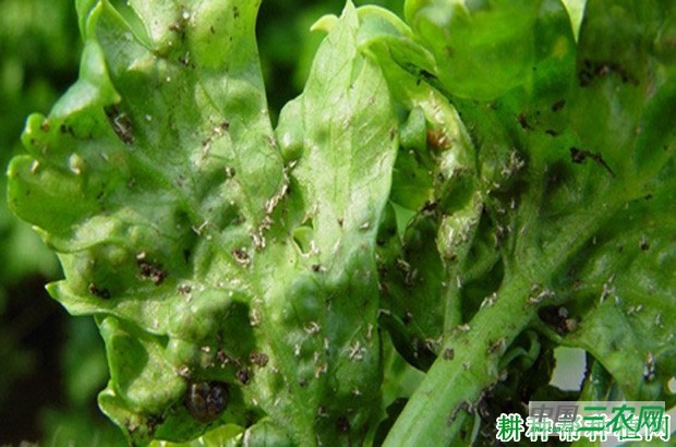 芹菜病毒病如何防治? 芹菜病毒病如何防治?