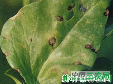 菠菜污霉病如何防治? 菠菜污霉病如何防治?