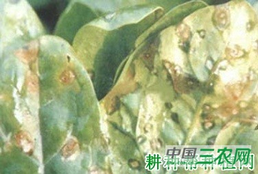 菠菜叶点病如何防治？