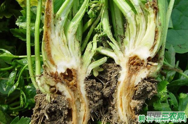 芹菜心腐病如何防治？