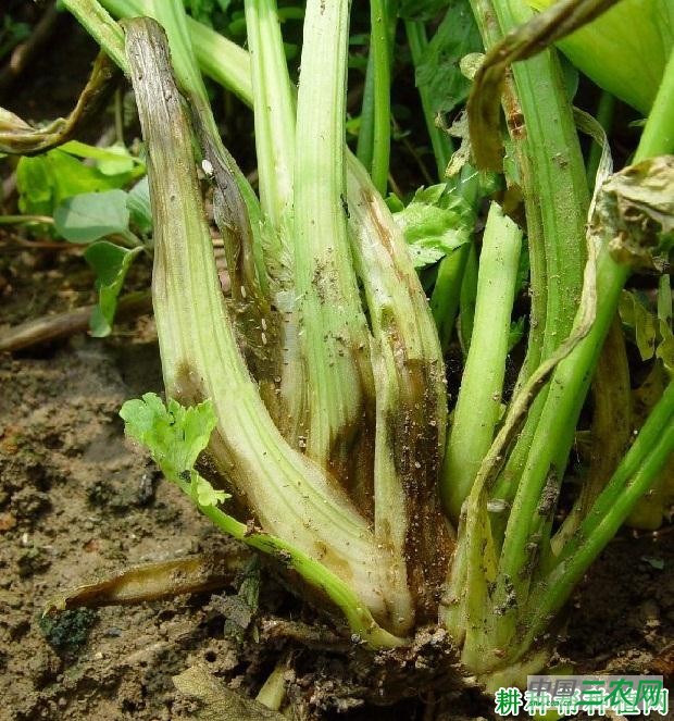 芹菜心腐病如何防治？