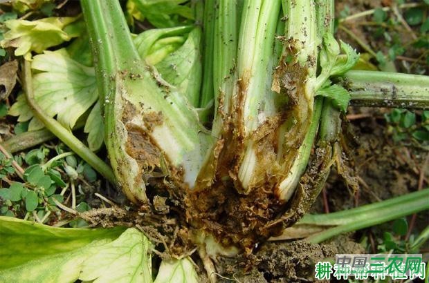 芹菜心腐病如何防治？