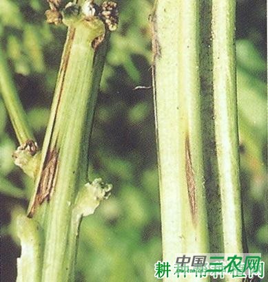 菠菜茎枯病如何防治？