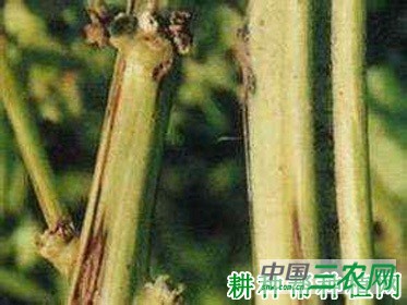 菠菜茎枯病如何防治？