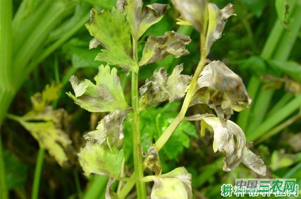 芹菜细菌性叶枯病如何防治？