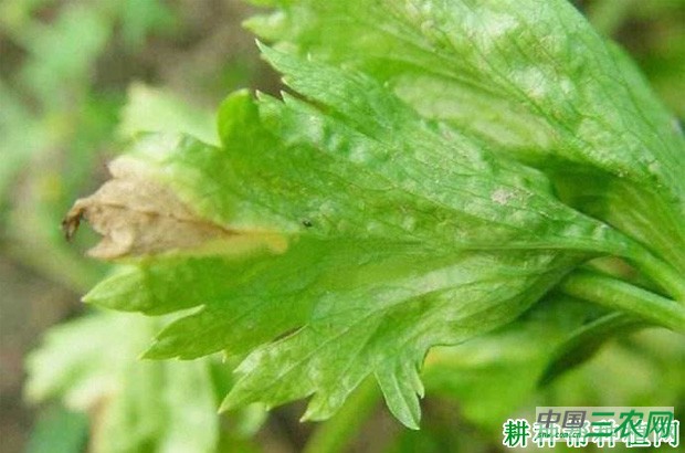 芹菜细菌性叶枯病如何防治？