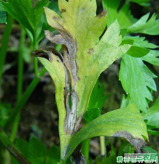 芹菜细菌性叶枯病如何防治？