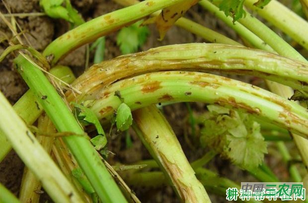 芹菜软腐病如何防治? 芹菜软腐病如何防治?