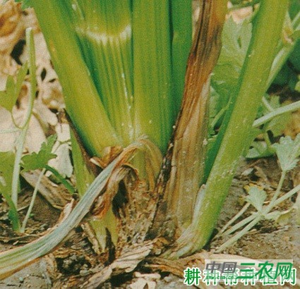 芹菜软腐病如何防治? 芹菜软腐病如何防治?