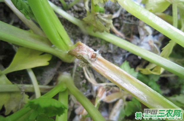 芹菜菌核病如何防治？