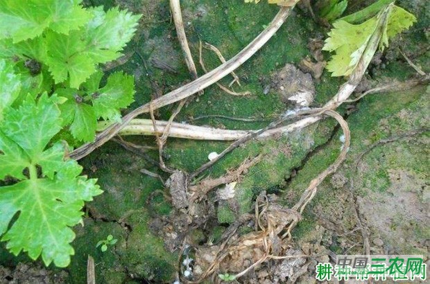 芹菜菌核病如何防治？