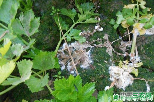 芹菜菌核病如何防治？