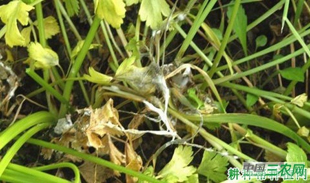 芹菜菌核病如何防治？