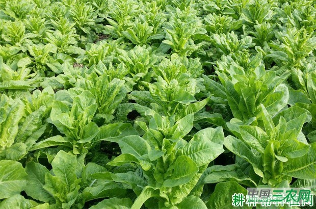 怎么样的环境适宜种植莴笋（莴苣）？