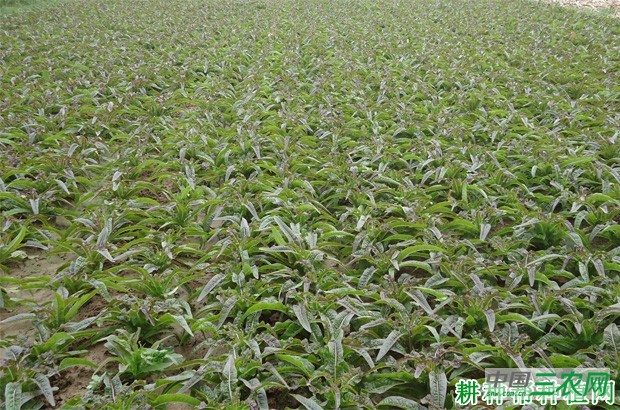 怎么样的环境适宜种植莴笋（莴苣）？