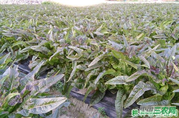怎么样的环境适宜种植莴笋（莴苣）？