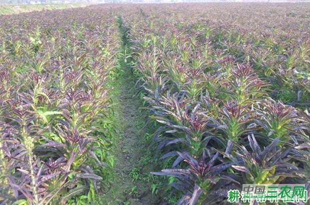 怎么样的环境适宜种植莴笋（莴苣）？