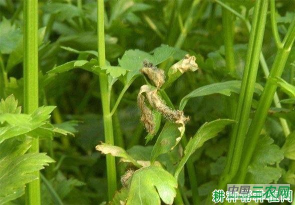 芹菜灰霉病如何防治? 芹菜灰霉病如何防治?