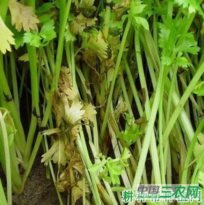 芹菜灰霉病如何防治? 芹菜灰霉病如何防治?