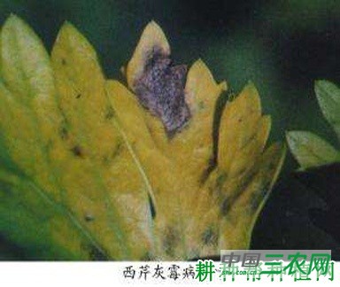 芹菜灰霉病如何防治? 芹菜灰霉病如何防治?