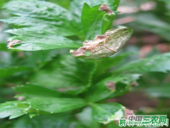 芹菜灰霉病如何防治? 芹菜灰霉病如何防治?