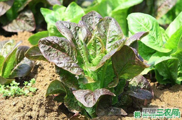 莴笋（莴苣）生长发育过程是怎么样？