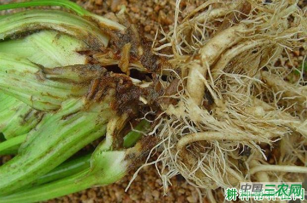 芹菜黑腐病如何防治？