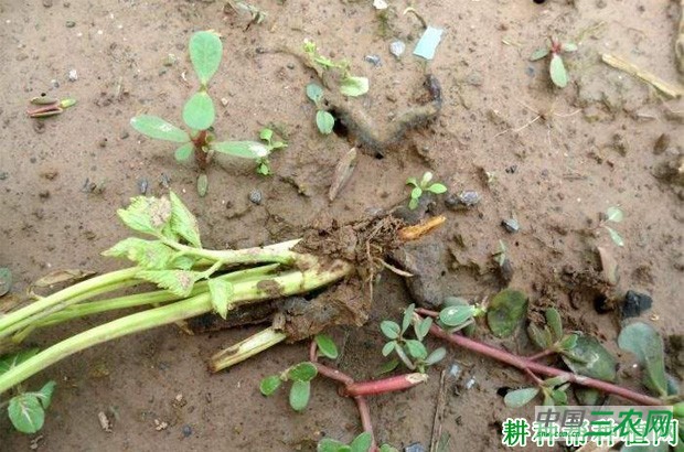 芹菜黑腐病如何防治？