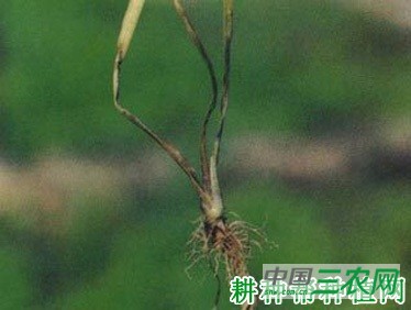 芹菜黑腐病如何防治？