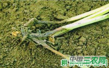 芹菜黑腐病如何防治？
