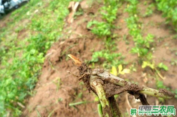 芹菜黑腐病如何防治？