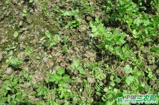 芹菜立枯病如何防治? 芹菜立枯病如何防治?