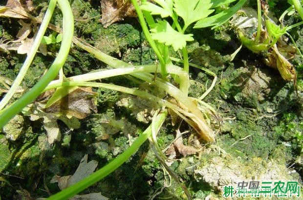 芹菜立枯病如何防治? 芹菜立枯病如何防治?