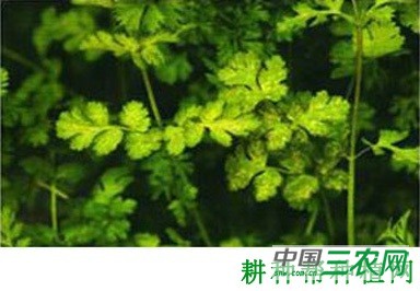 香菜（芫荽）花叶病毒病如何防治？