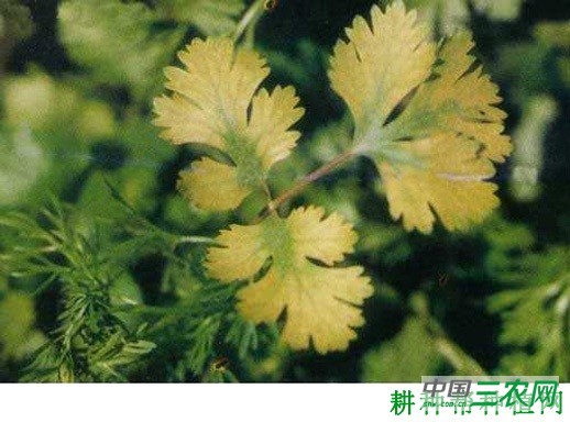 香菜（芫荽）花叶病毒病如何防治？