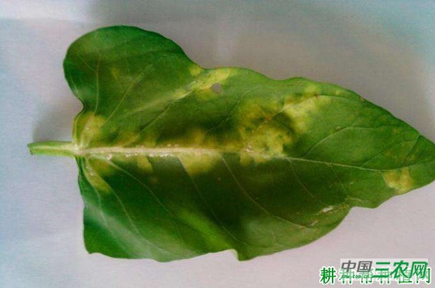 空心菜白锈病如何防治? 空心菜白锈病如何防治?