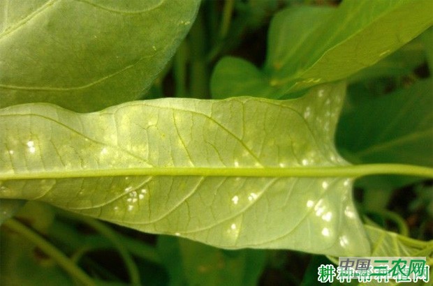 空心菜白锈病如何防治? 空心菜白锈病如何防治?