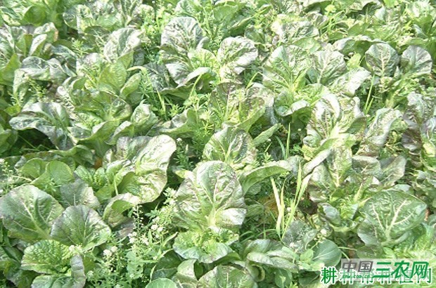 甬高2号芥蓝品种好不好？