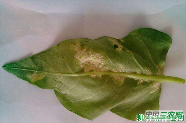 空心菜白锈病如何防治? 空心菜白锈病如何防治?