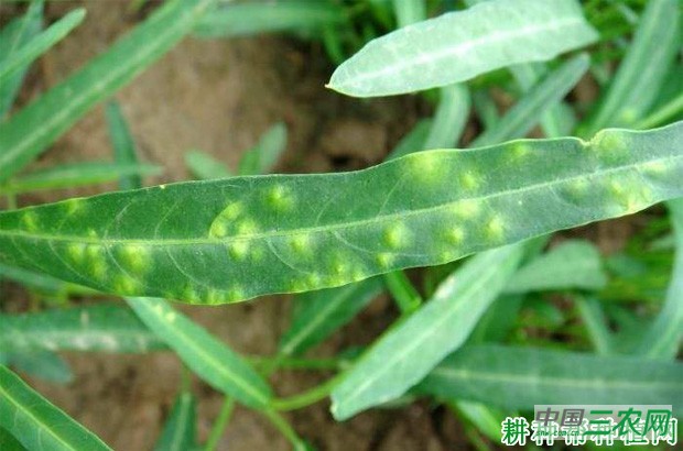 空心菜白锈病如何防治? 空心菜白锈病如何防治?