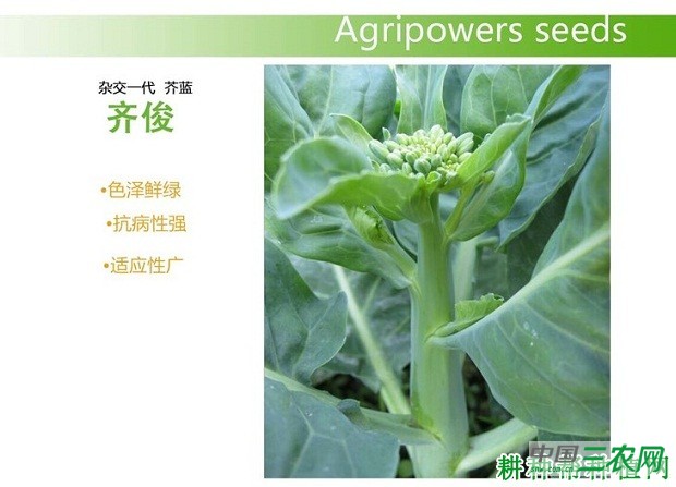 齐俊芥蓝品种好不好? 齐俊芥蓝品种好不好?