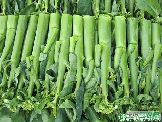 齐俊芥蓝品种好不好? 齐俊芥蓝品种好不好?