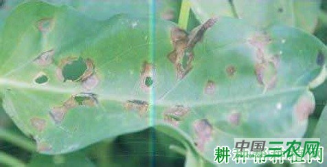 空心菜轮斑病如何防治? 空心菜轮斑病如何防治?