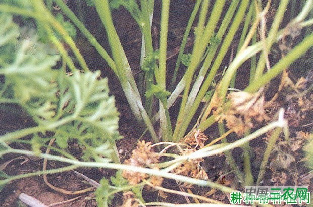 香菜(芫荽)灰霉病如何防治? 香菜(芫荽)灰霉病如何防治?
