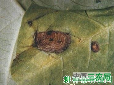 空心菜轮斑病如何防治? 空心菜轮斑病如何防治?