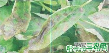 空心菜轮斑病如何防治? 空心菜轮斑病如何防治?