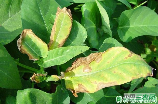 空心菜细菌性叶枯病如何防治？