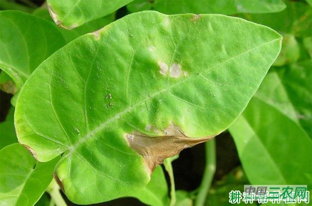 空心菜细菌性叶枯病如何防治？